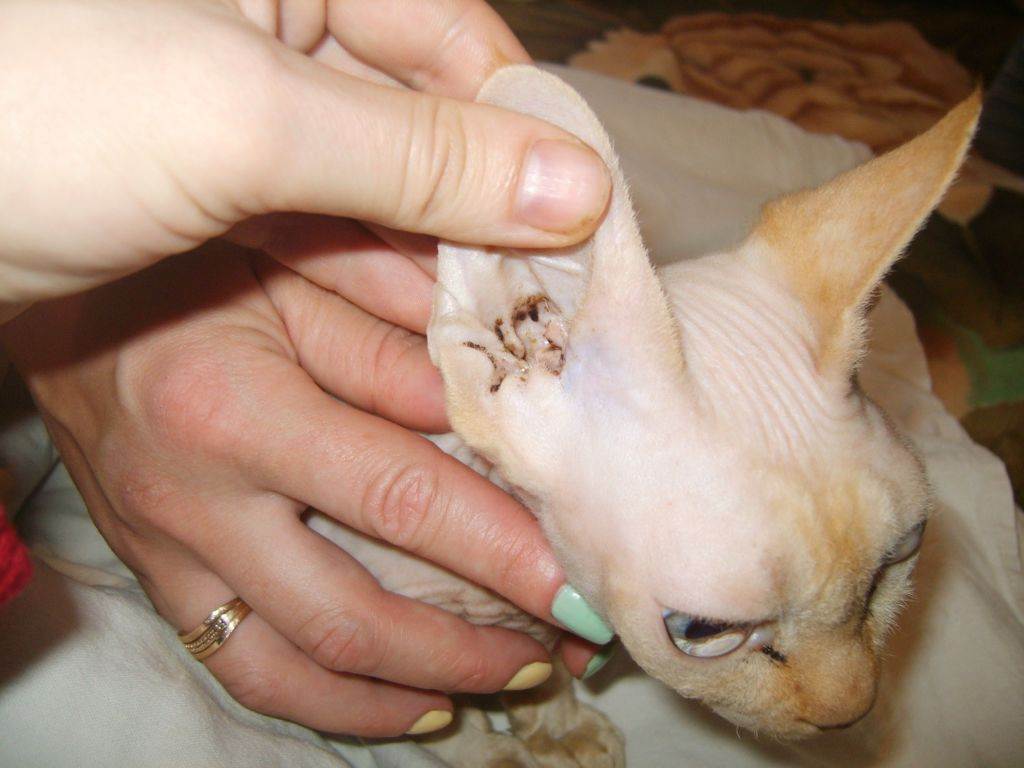 Кошки - заболевания котов, лечение, уход за кошкамиветлечебница рос-вет