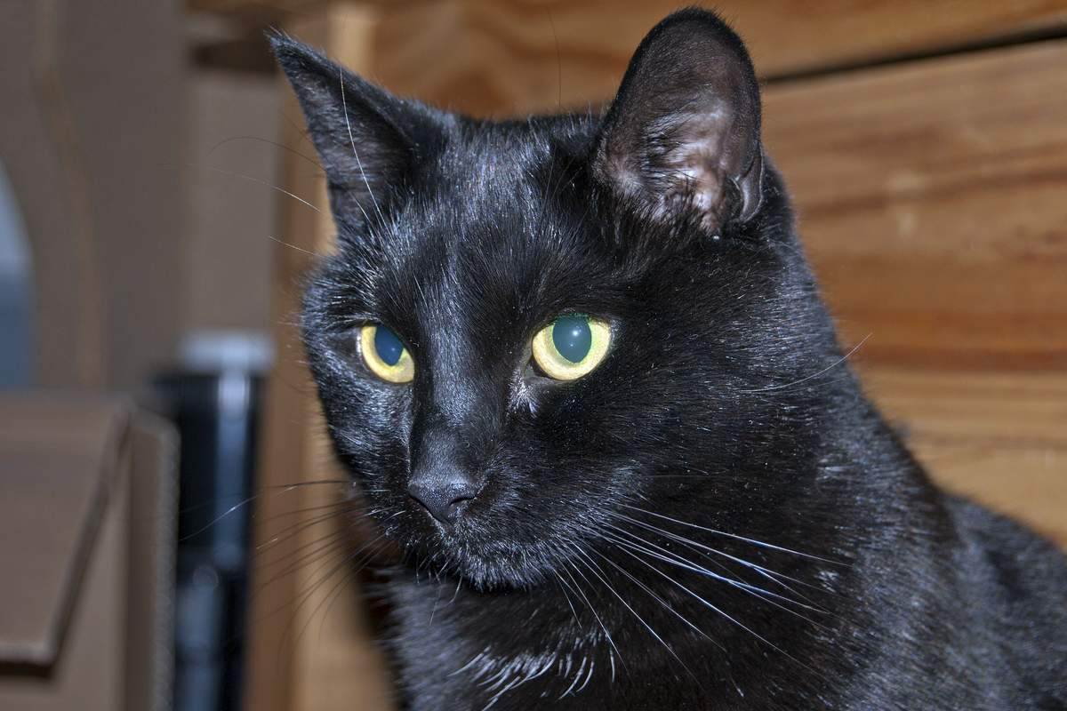 Бомбейская кошка: фото, описание породы, характер, здоровье, уход и содержание