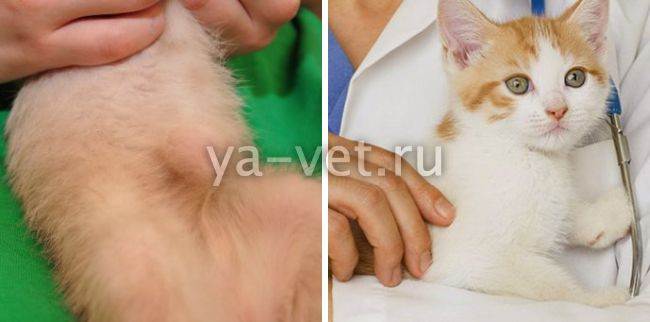 Пупочная грыжа у котенка и кошки симптомы и лечение в домашних условиях
