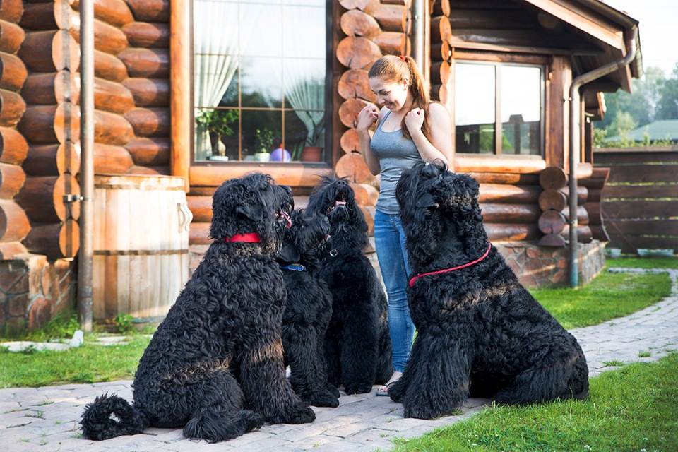 Русский черный терьер (собака Сталина): фото и видео, цены, описание породы