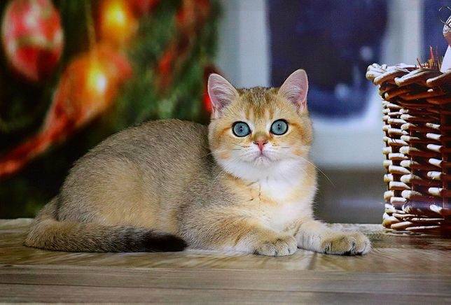 Золотая шиншилла — благородная британская кошка