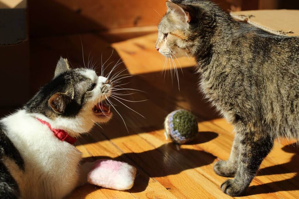 Почему кошки внезапно нападают на хозяев?