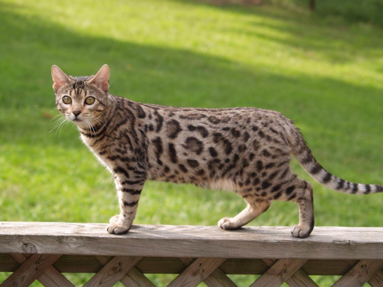 Пятнистые кошки: породы с названиями и фотографиями