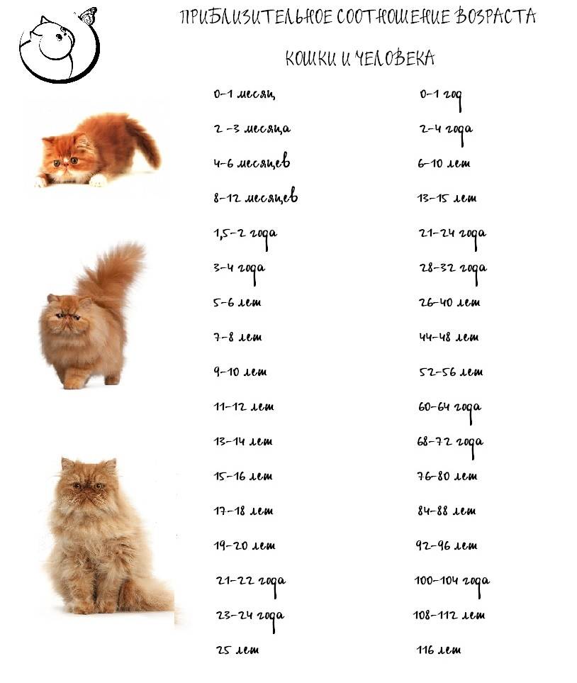Сколько живут сфинксы: кошки и коты