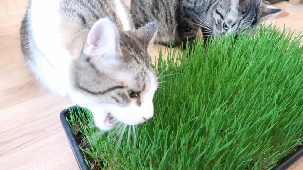 Какую траву едят кошки