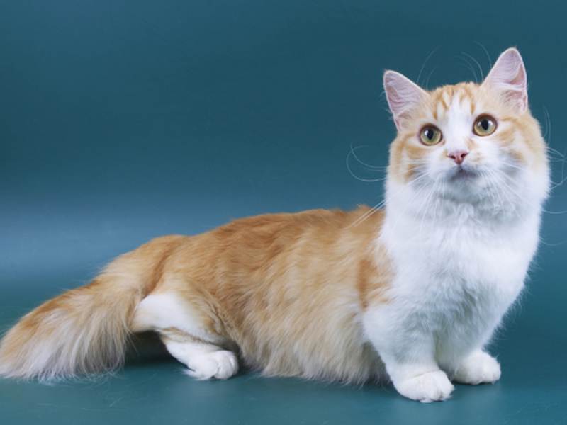 Манчкин кошки: описание породы