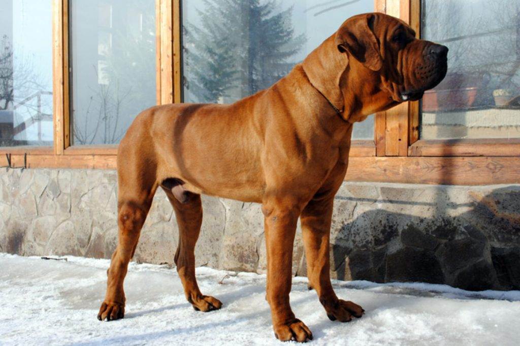 Порода собак тоса-ину и ее характеристики с фото