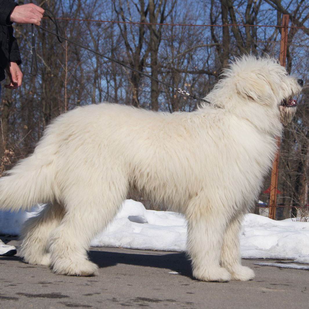 Южнорусская овчарка: описание породы, характер, фото | все о собаках