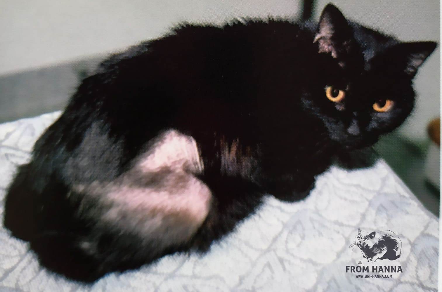 Эозинофильная гранулема у кошек: причины, симптомы, лечение, фото