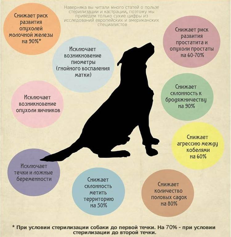 Кастрация собаки: влияние на здоровье и поведение﻿ | прохвост