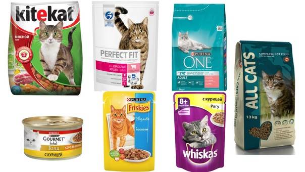 Готовые сухие корма для кошек: особенности и разновидности