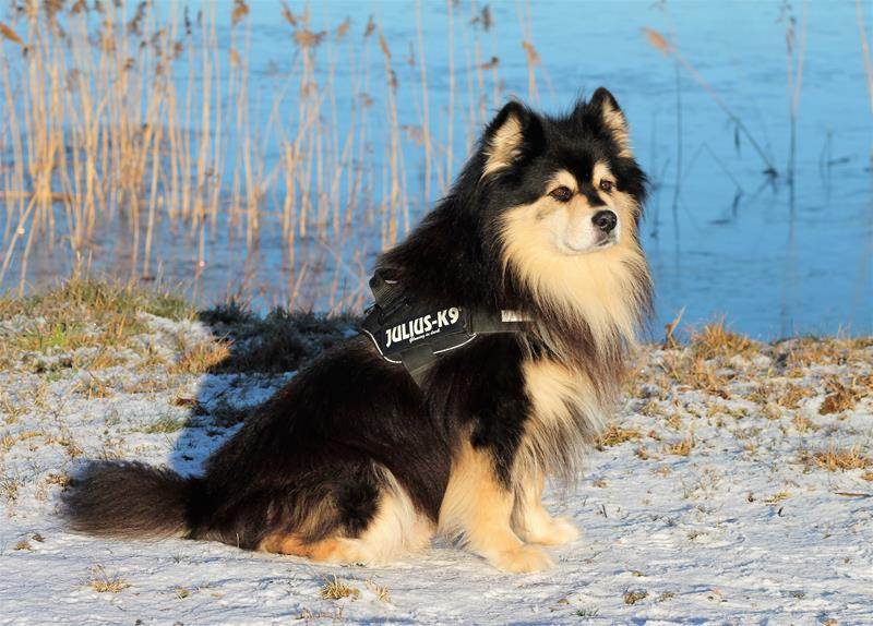 Финский лаппхунд: характеристики породы собаки, фото, характер, правила ухода и содержания