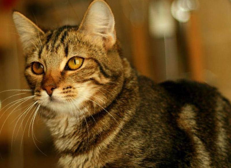 Европейская короткошёрстная (кельтская кошка): фото, описание породы, характер, правила ухода и содержания | for-pet