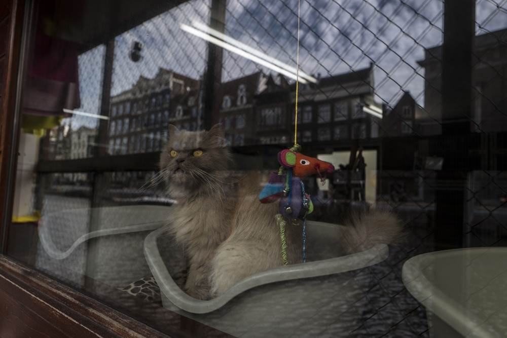 Путешествие 2 кошек из амстердама в лондон в кошкомобиле