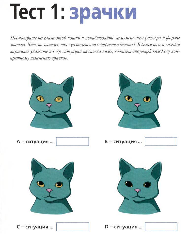 Язык кошек: как человеку понять, что говорит кот, есть ли переводчик на кошачий, специальный словарь или разговорник