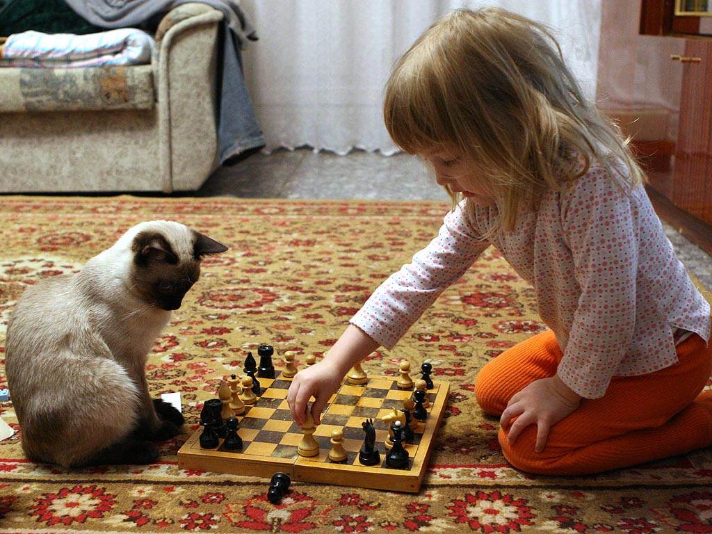 Игры с кошками. играем с кошкой дома