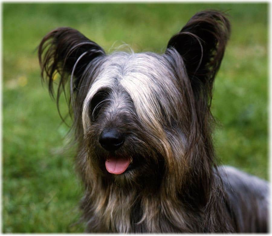 Описание породы собак скай терьер с отзывами владельцев и фото
