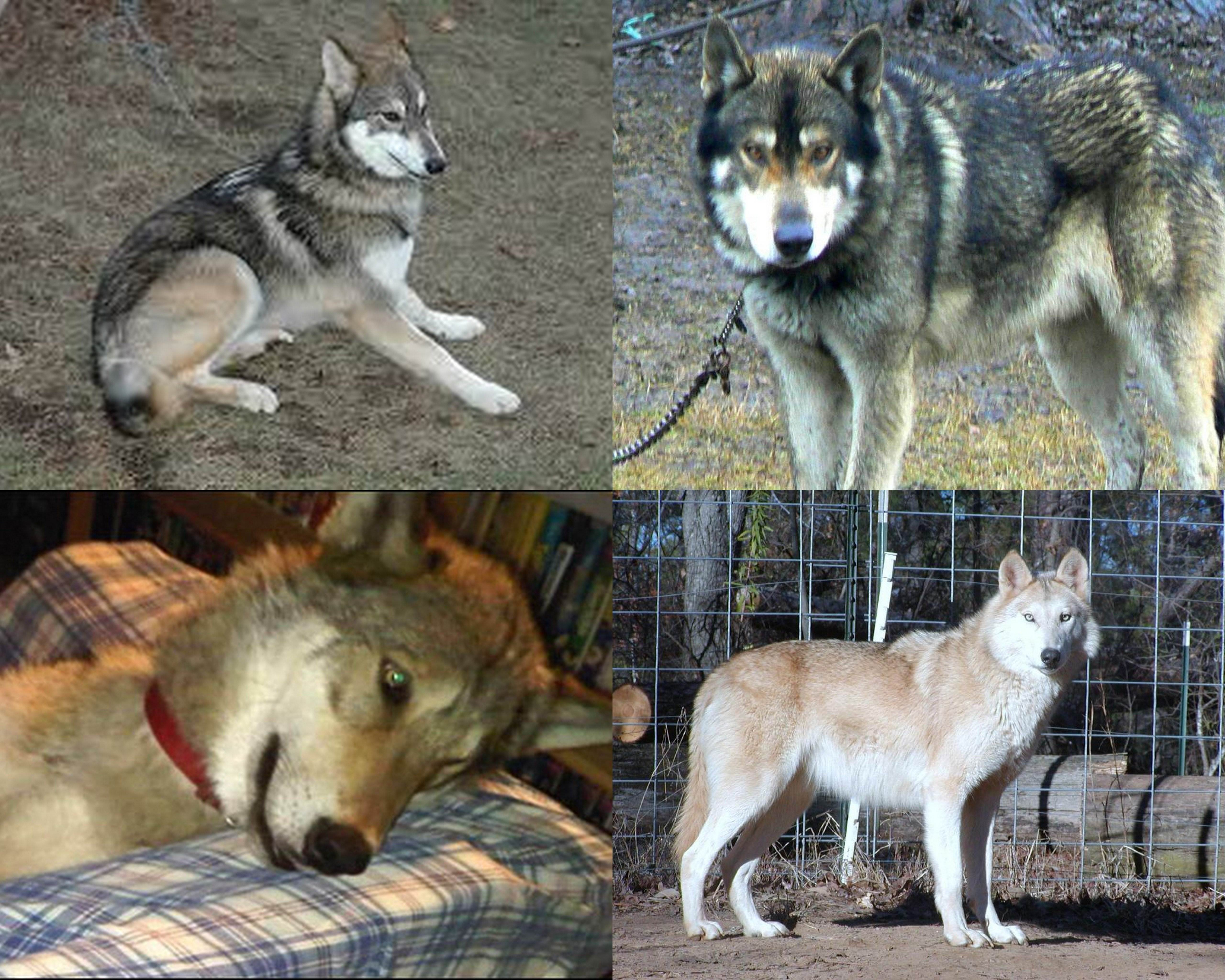 Метис маламута: виды помесей, описание и особенности популярных гибридов и как эти собаки выглядят на фото