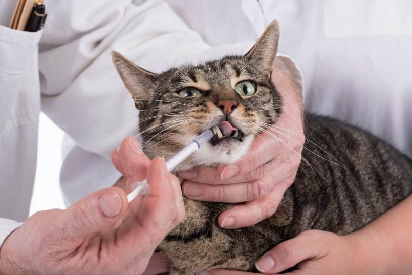 Можно ли кошкам давать человеческие таблетки, но-шпу, валерьянку в таблетках? как дать кошке горькую таблетку, чтобы не выплюнула?