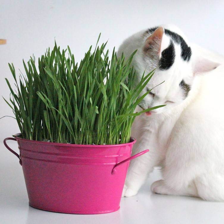 Какую траву любят есть кошки - 6 видов