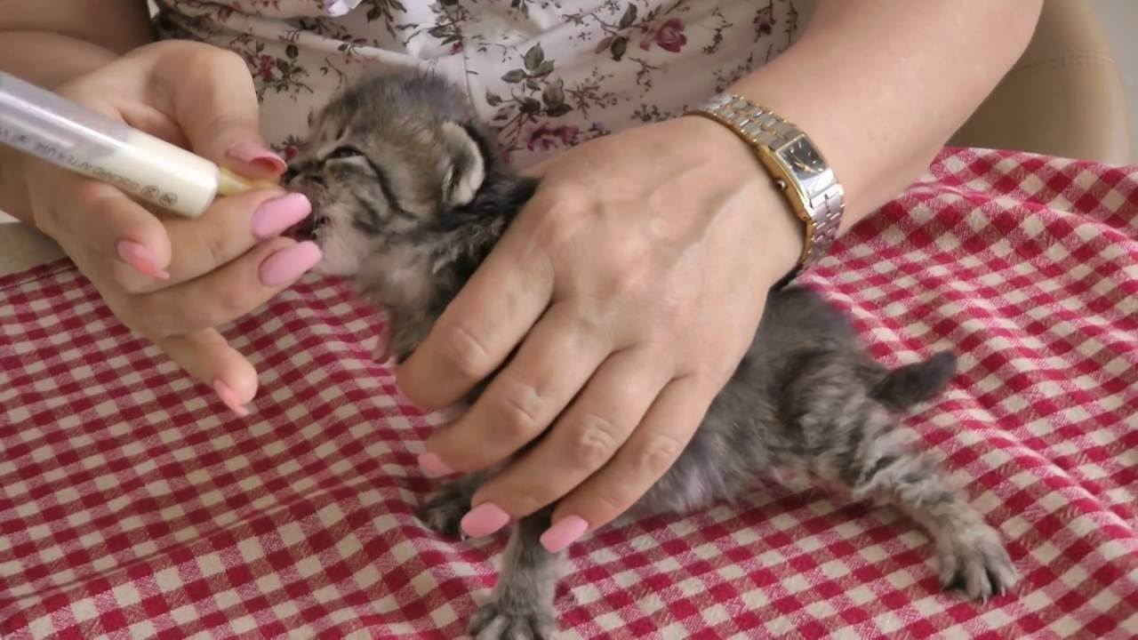 Как ухаживать за кошкой и котятами после родов?