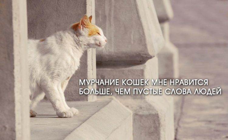 Цитаты про кошек со смыслом на английском с переводом | мяукискис