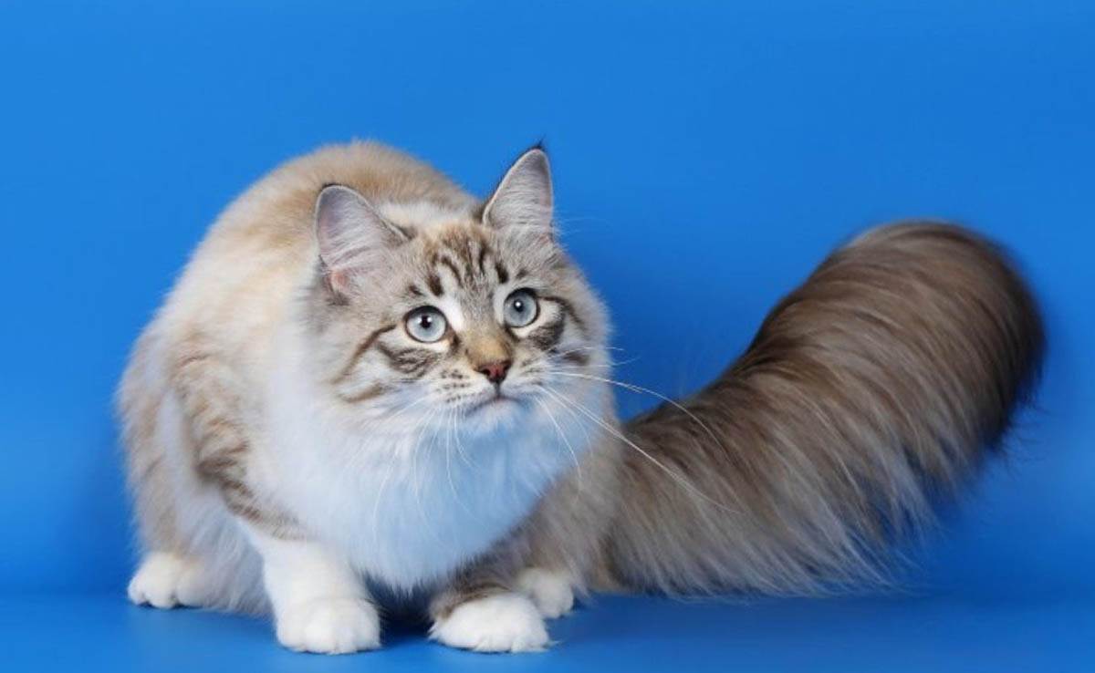 Все что нужно знать о породе кошек рагамаффин: внешний вид, характер
