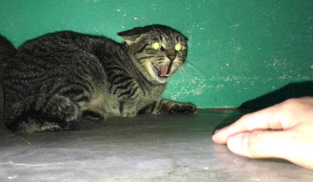 Айлурофобия - боязнь кошек: причины появления и способы избавления