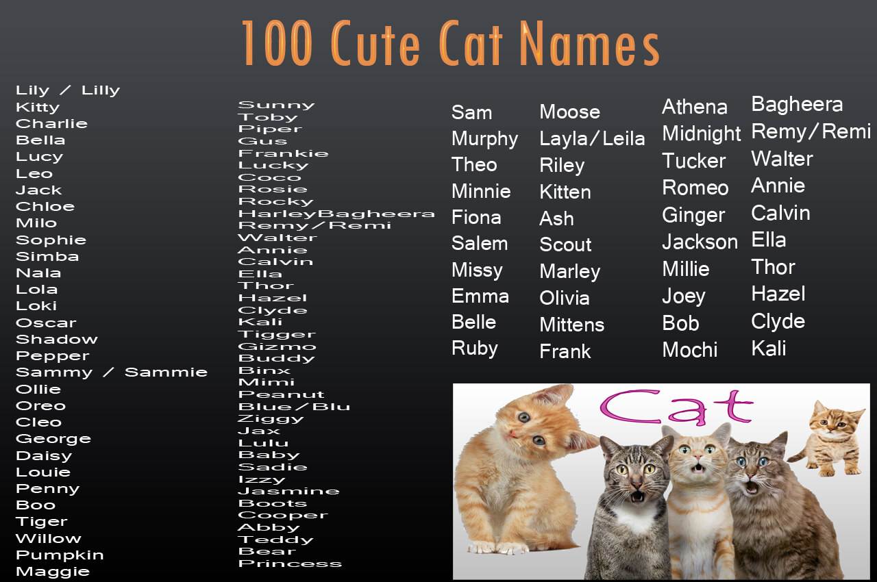 Имена для котов и кошек черно-белого окраса