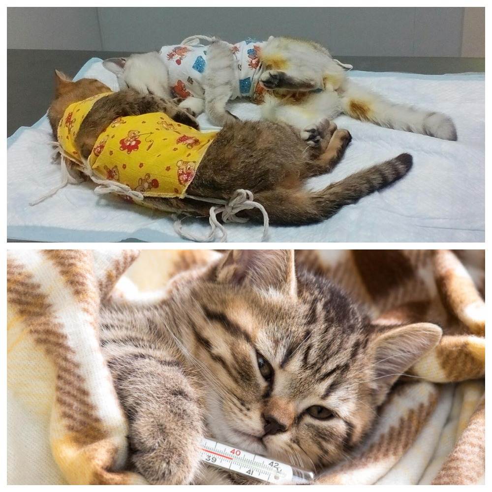 Вирусная лейкемия кошек | дети фауны