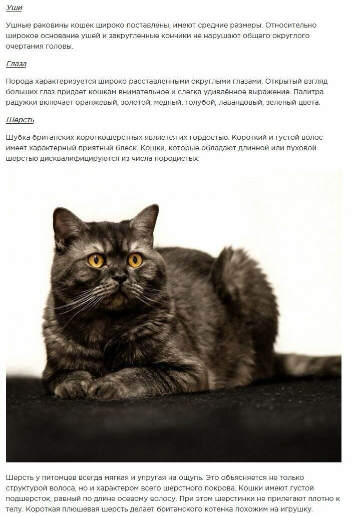 Удивительные кошки кинкалоу | блог ветклиники "беланта"