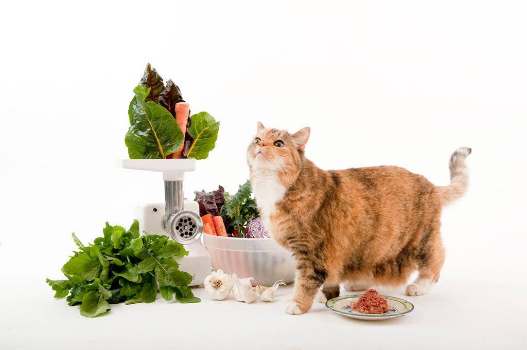 Натуральное питание котенка
