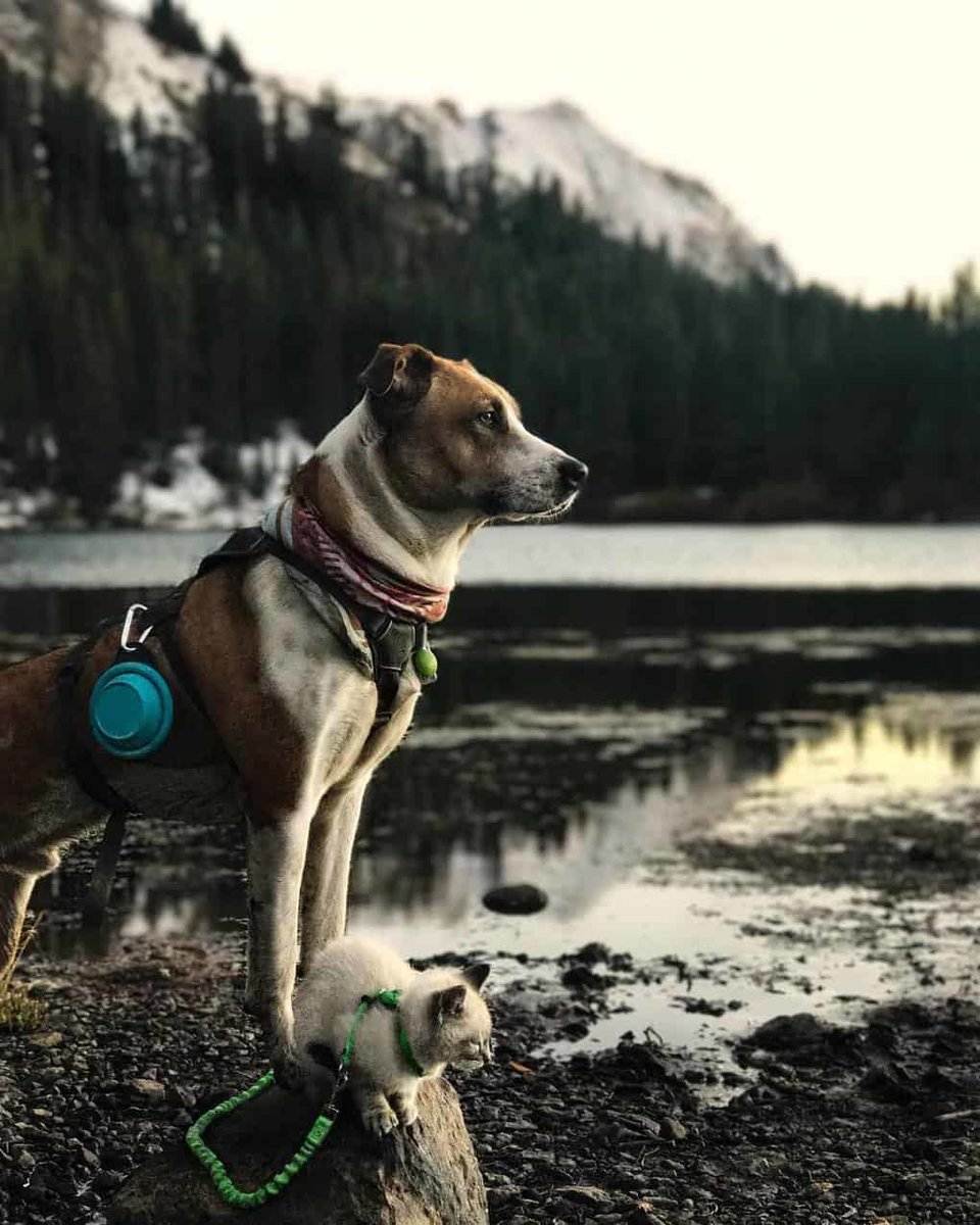 Самые лучшие собаки для путешествий. фото-обзор