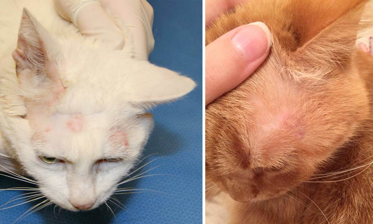 Кожные заболевания у кошек: фото, симптомы, лечение
кожные заболевания у кошек: фото, симптомы, лечение