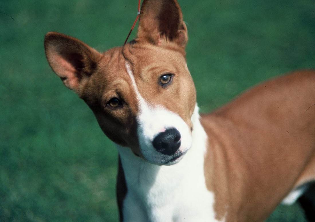 Породы собак, которые не лают - обзор | блог ветклиники "беланта"