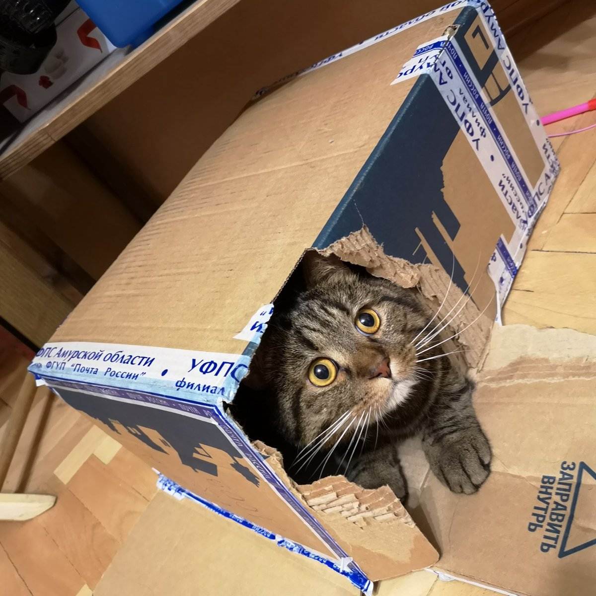 Почему коты любят пакеты и коробки
