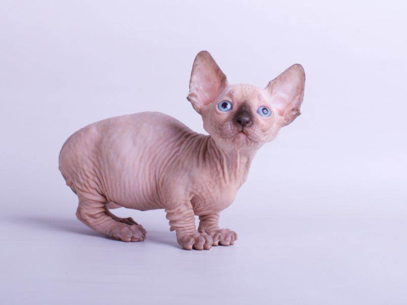 Минскин - фото и описание породы кошек (характер, уход и кормление)