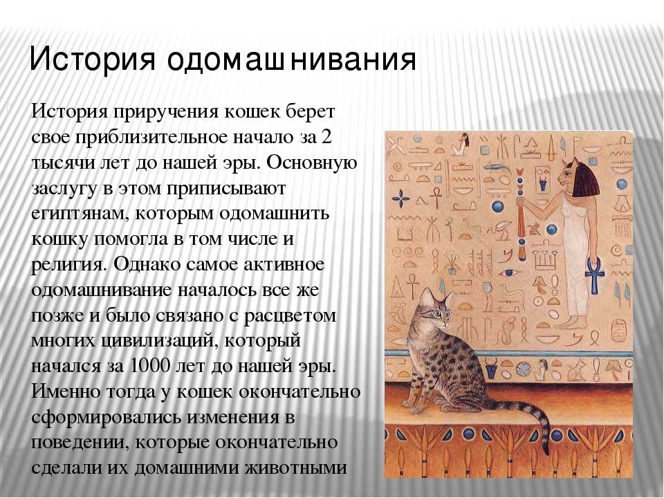 Происхождение кошек. история древних и современных кошек | блог о домашних животных