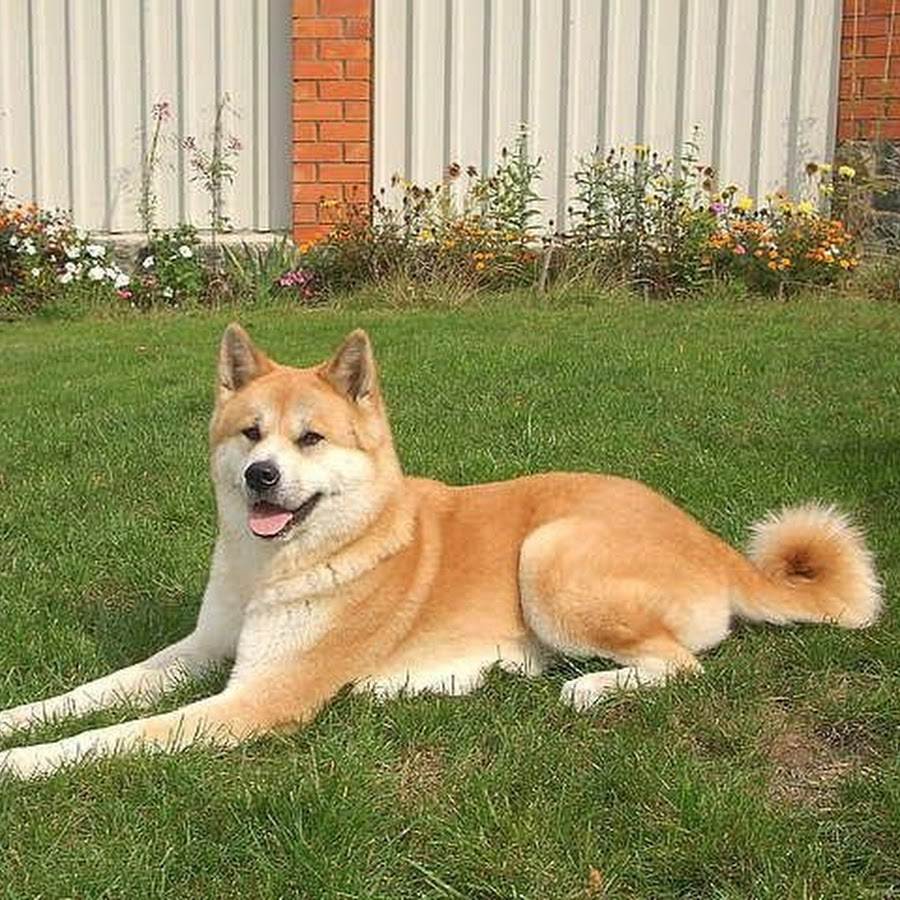 Хатико: порода собаки из фильма, запомнившаяся своей дружелюбностью
