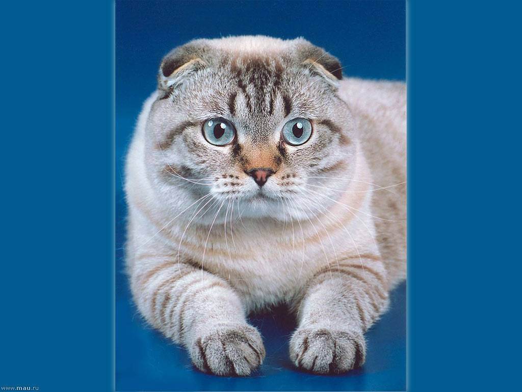Шотландская вислоухая кошка – интеллигентная красотка в плюшевой шубке