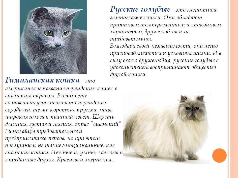 Сибирская кошка: описание, уход и приобретение сибирских котят