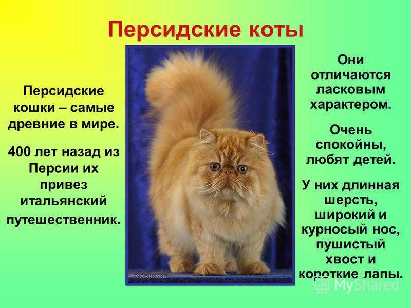 Персидская кошка: фото, характер и сколько живет в домашних условиях