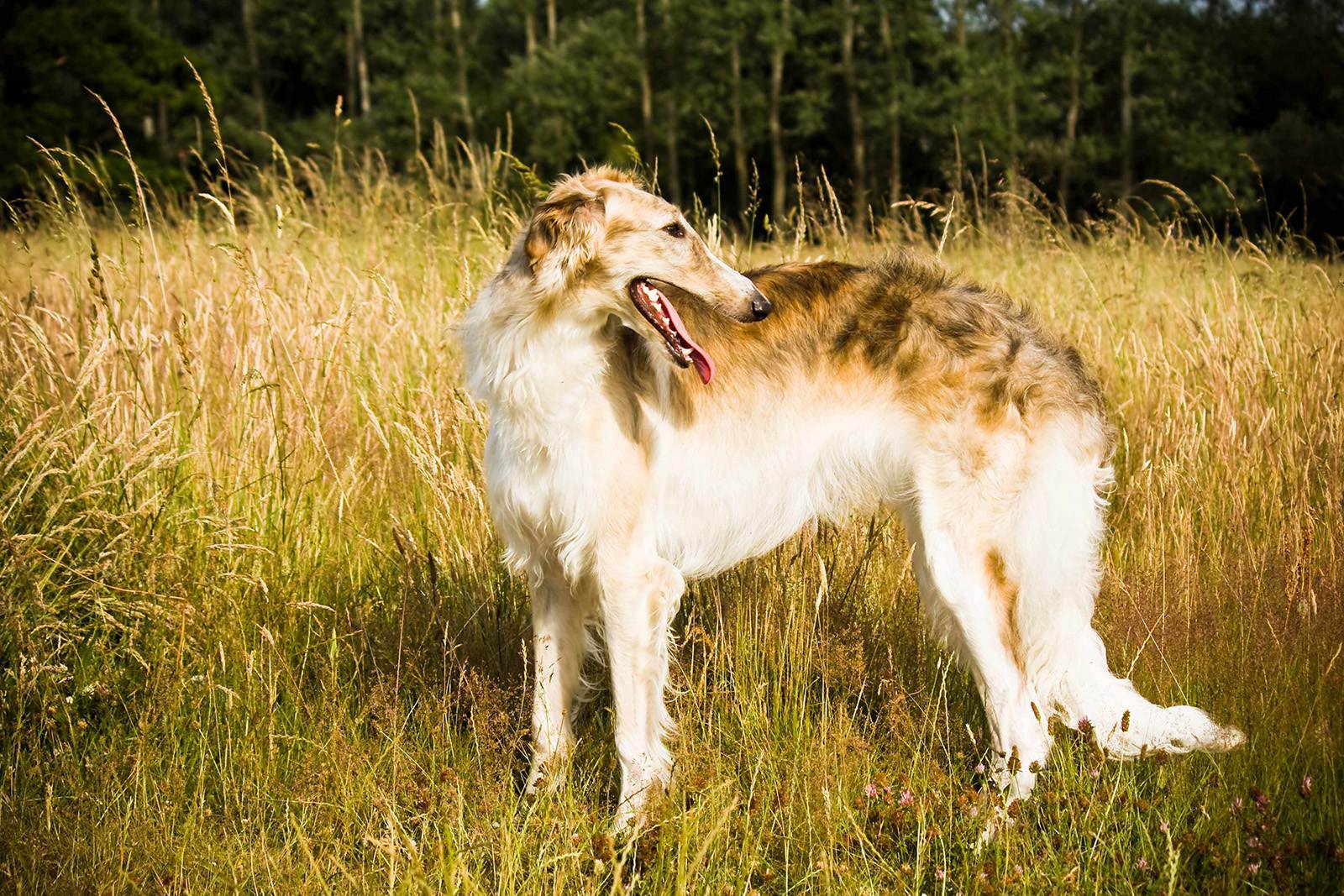 Разновидности борзых собак: 9 популярных пород и малоизвестные борзые собаки, их особенности и повадки