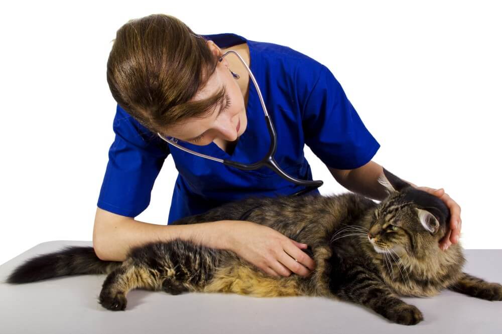 Мастит у кошек: симптомы, причины, лечение у кормящей или стерилизованной кошки