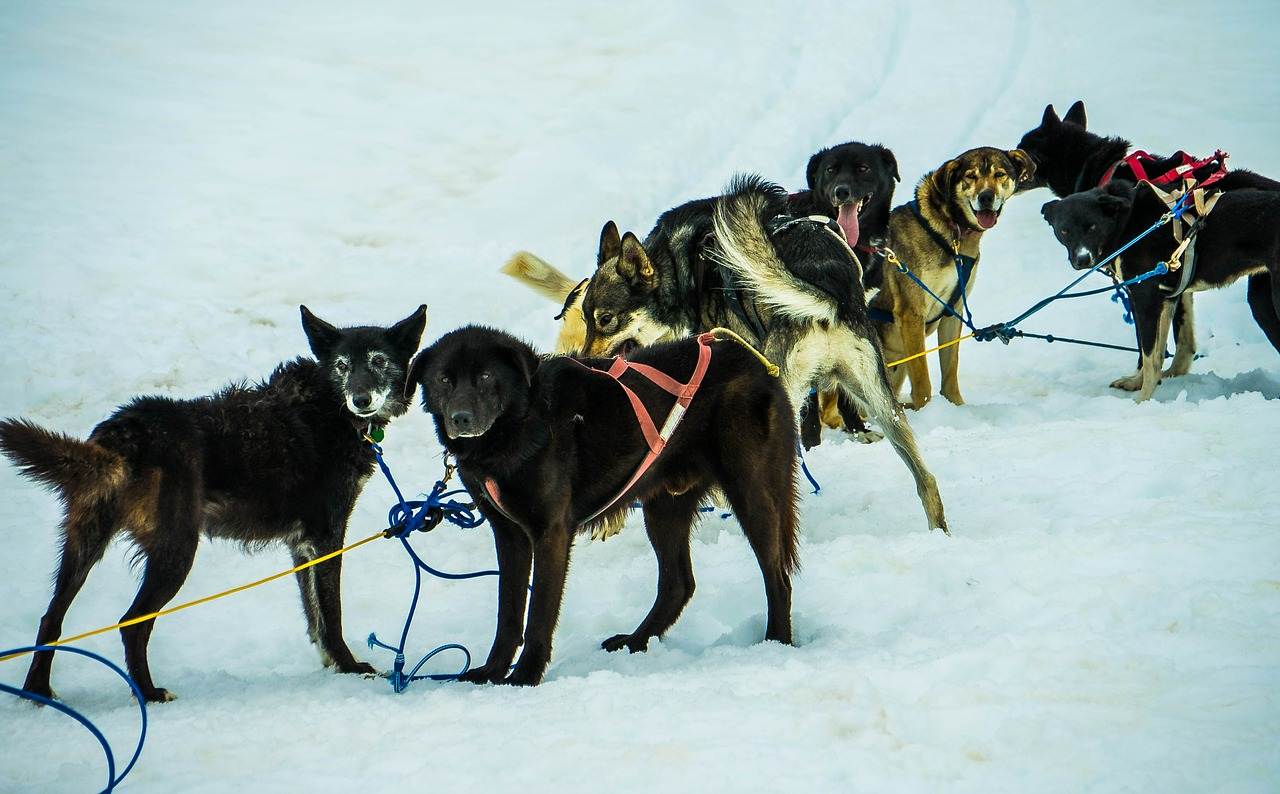Гонки на собачьих упряжках: популярный вид ездового спорта с собакой, правила проведения соревнований и требования к породам