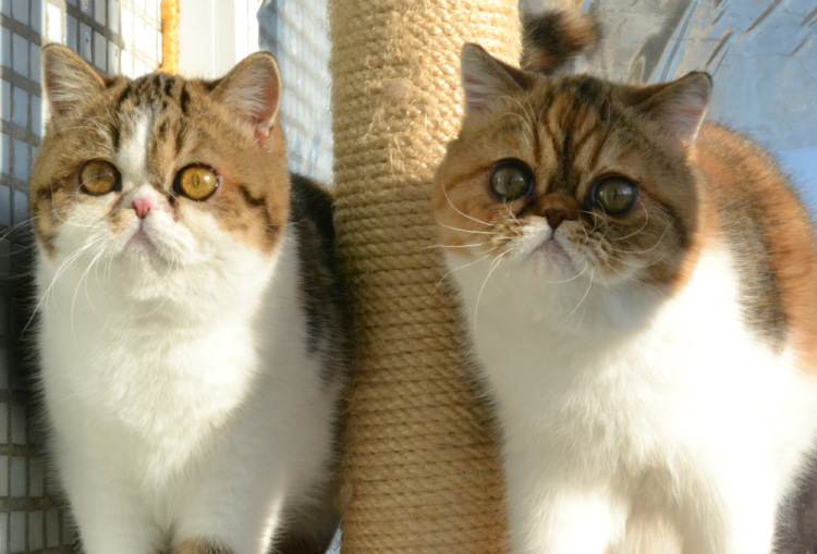 Экзотическая кошка: фото, описание, характер, цена кошки, отзывы ✔