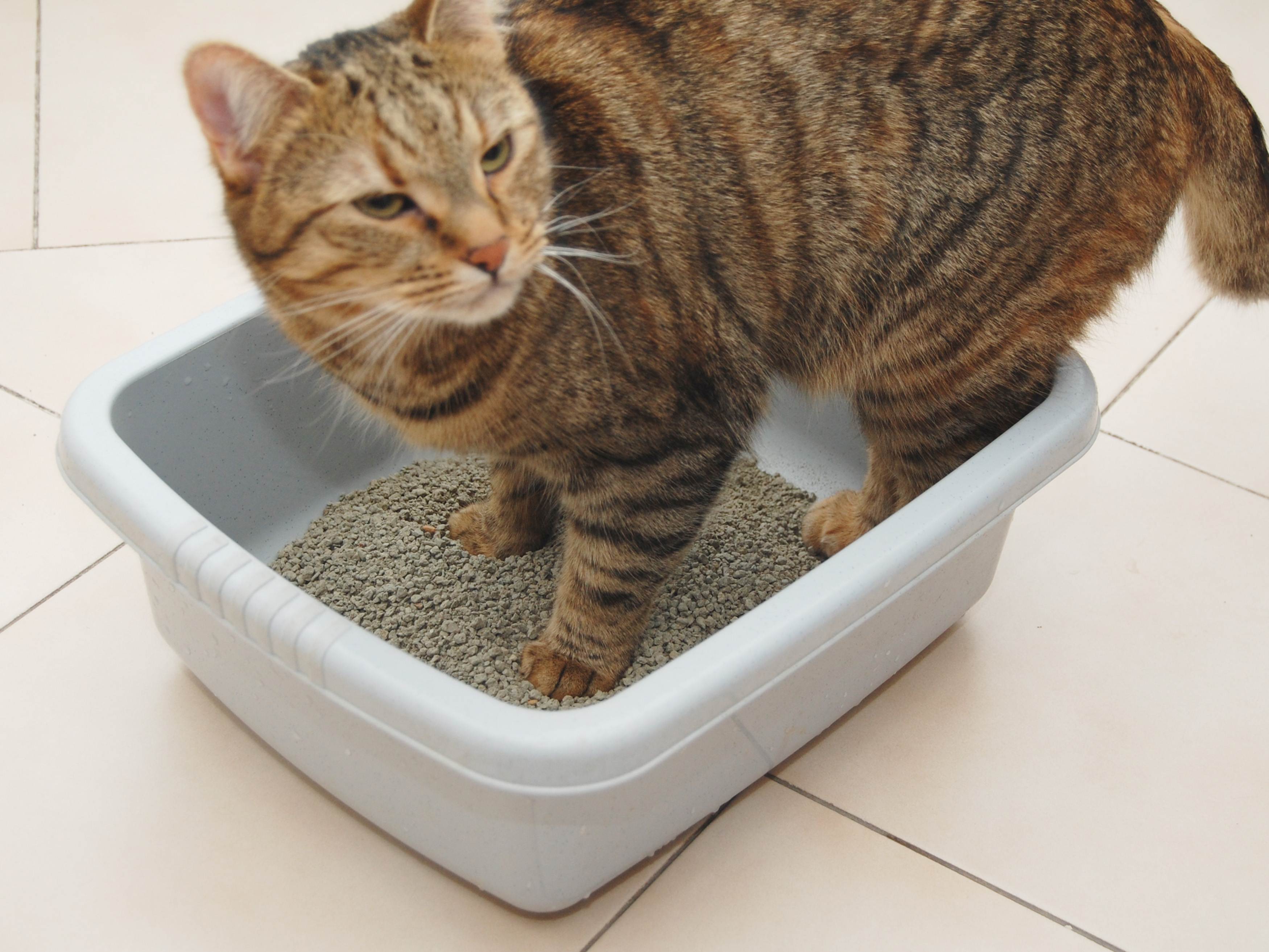 Как приучить кошку к воде. практические советы | ваши питомцы