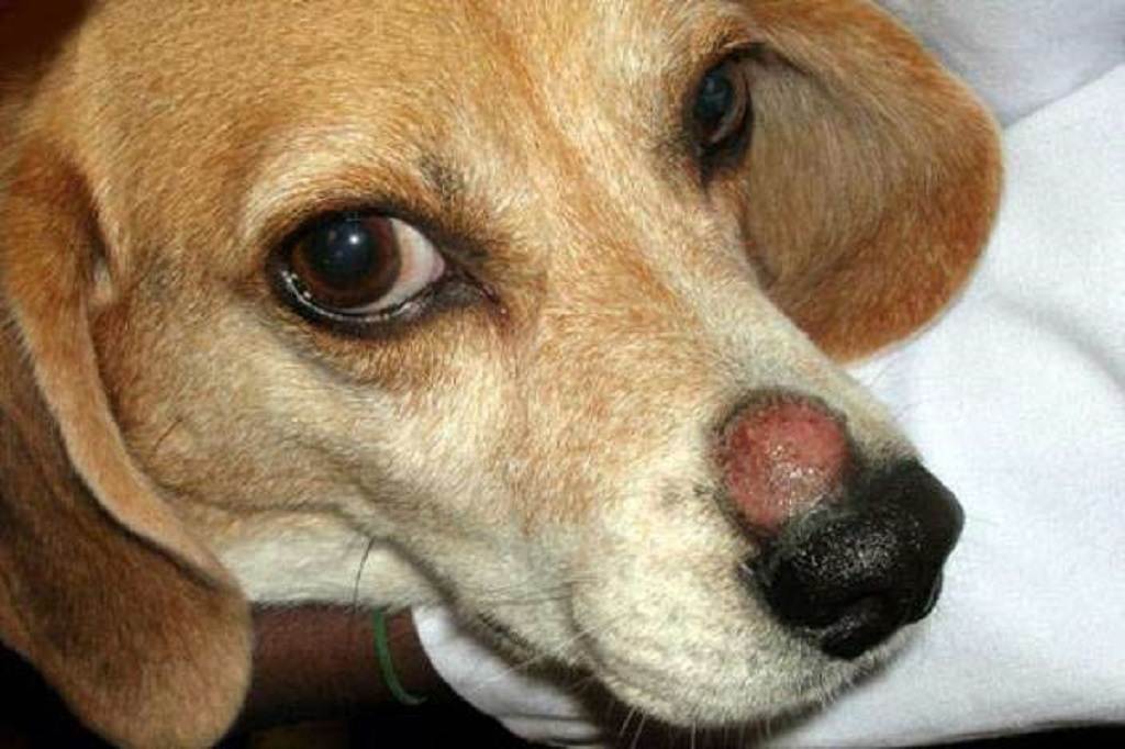 Экзема у собак: фото, симптомы и лечение в домашних условиях