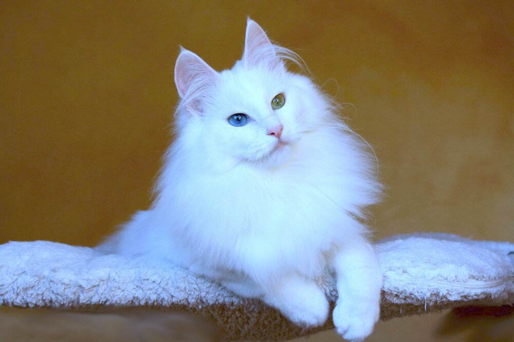 Ангорская кошка (ангора турецкая)