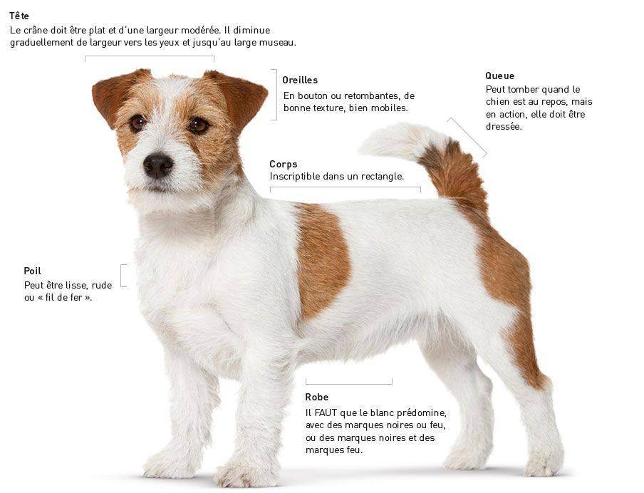 Порода собак парсон рассел терьер: фото, видео, описание породы и характер